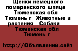 Щенки немецкого померанского шпица - Тюменская обл., Тюмень г. Животные и растения » Собаки   . Тюменская обл.,Тюмень г.